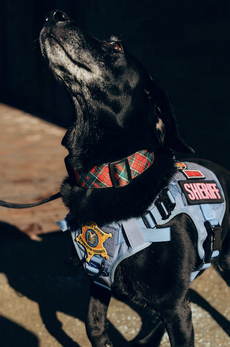 To Slobber and Protect: Bomb-Sniffing Dogs Kept an Election Safe